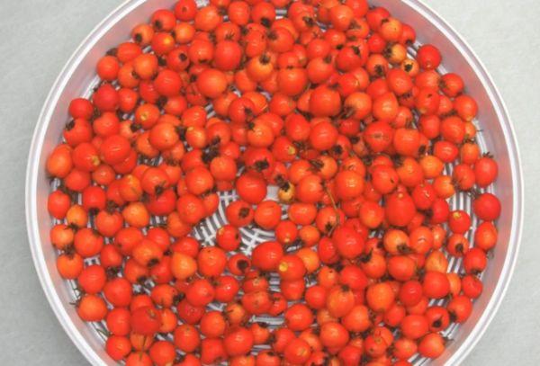 Sécher l'aubépine au four électrique