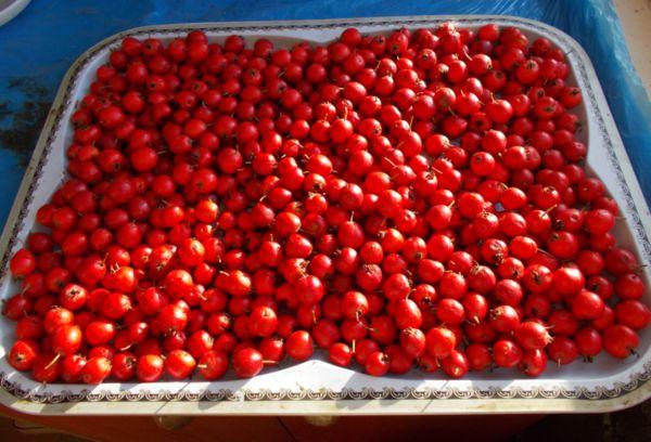 Sécher l'aubépine dans un tel four