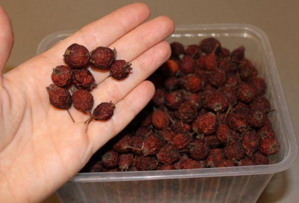 Conserver l'aubépine