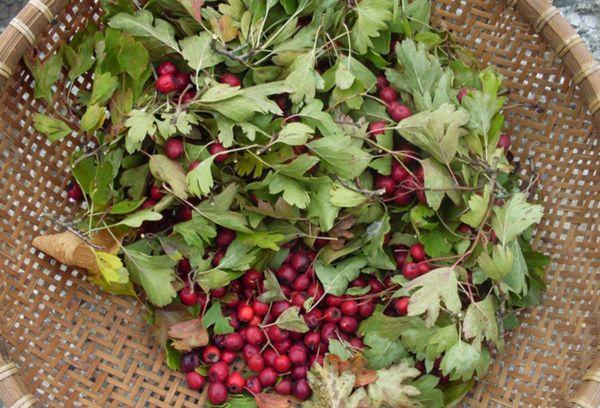 Fruits et feuilles d'aubépine