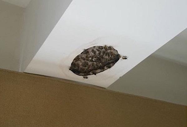 Nid de guêpe dans le mur