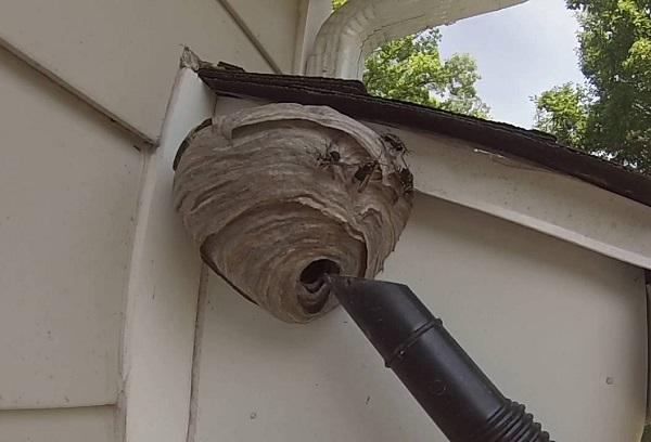 Se débarrasser des nids de guêpes