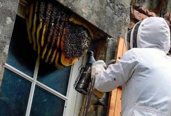 Nid de guêpes sous le toit