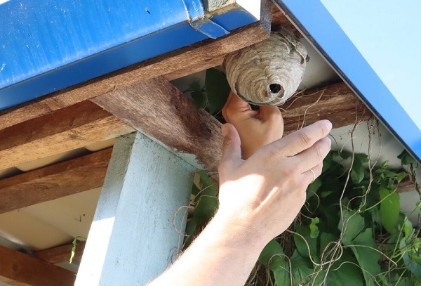 Méthodes mécaniques de contrôle des guêpes