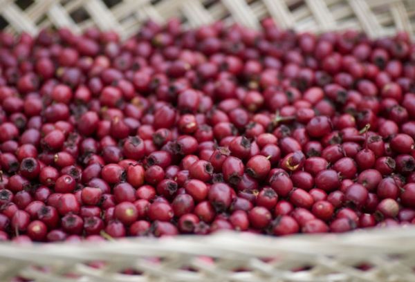 Baies d'aubépine séchées