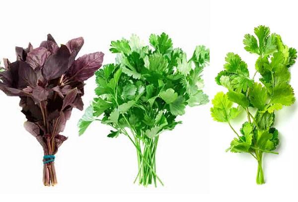 Verts - persil, basilic et coriandre