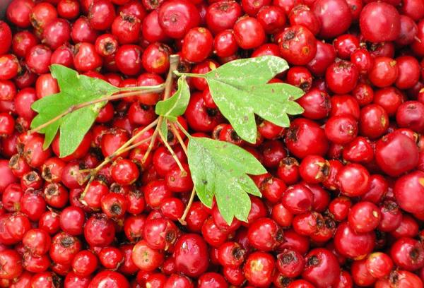 Fruits frais d'aubépine