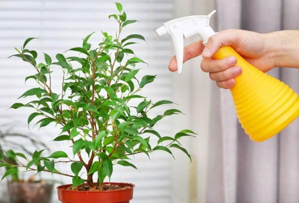 Pulvérisation de fleurs