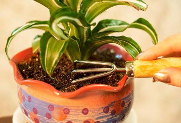 Ameublir le sol près d'une fleur