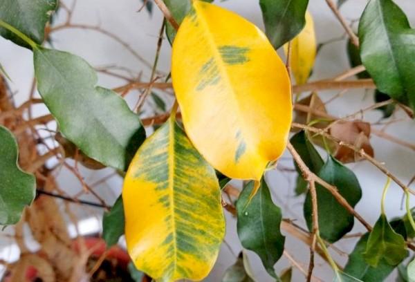 Feuilles jaunies des fleurs de la maison