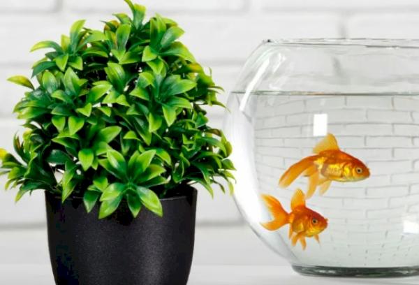 Est-il possible d’arroser les fleurs avec l’eau d’un aquarium ?