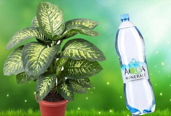 Eau minérale pour l'irrigation