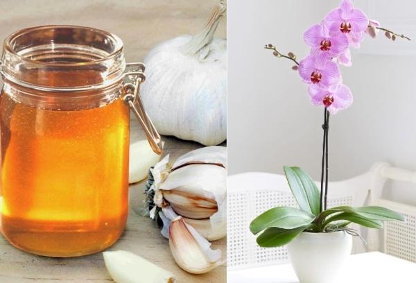 Nourrir une orchidée avec de l'ail et du miel