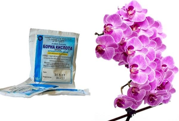Acide borique pour orchidées
