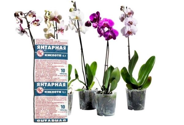 Acide succinique pour orchidées