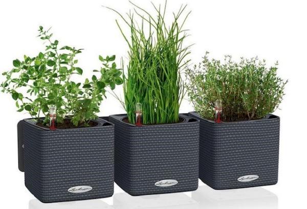 Préparation des plantes d'intérieur