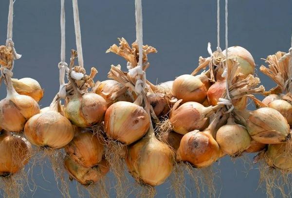Durée de conservation des oignons