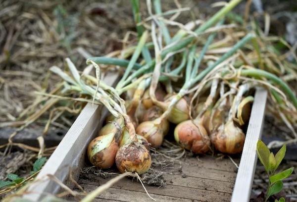 Préparer les oignons pour le stockage