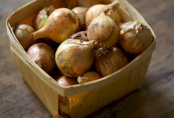 Oignons dans une boîte