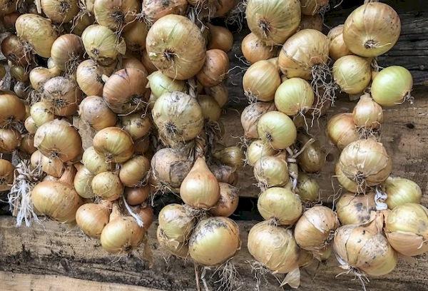 Recommandations pour conserver les oignons à la maison
