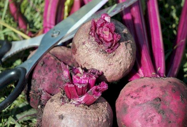 Stockage des betteraves