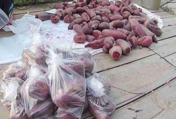 Betteraves fraîches conservées dans des sacs