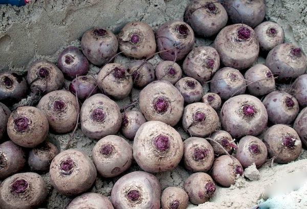 Conserver les betteraves dans une boîte