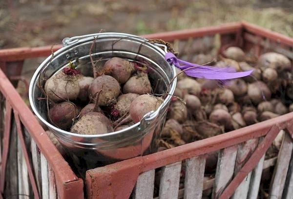 Récolte de betteraves