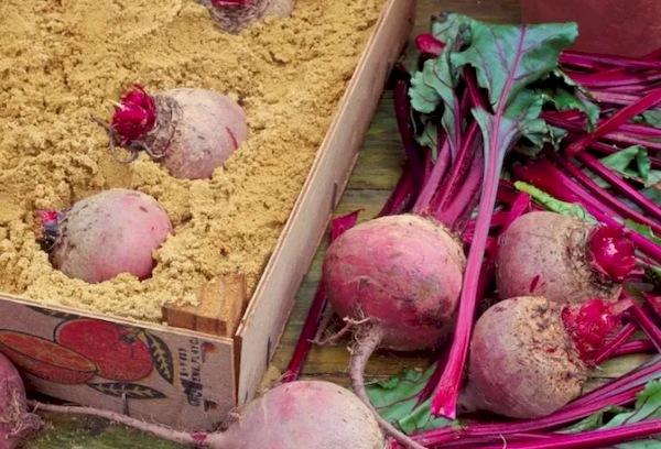 Conserver les betteraves dans une caisse avec du sable