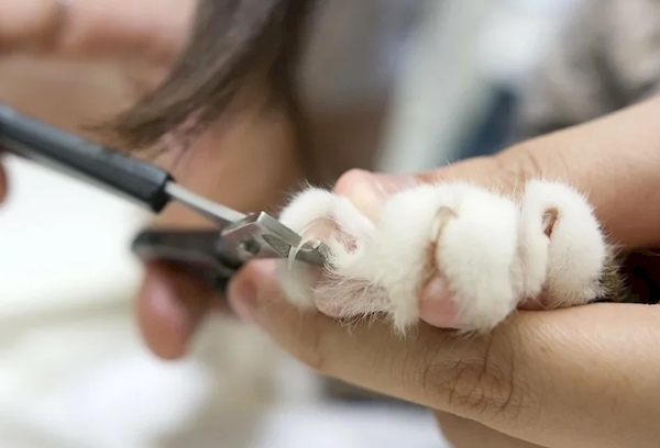 Couper correctement les ongles