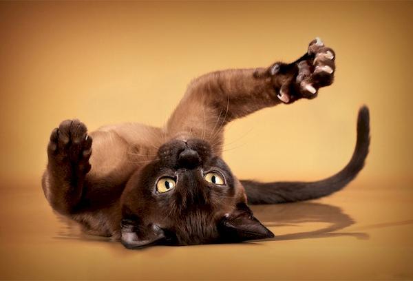 Chat avec des griffes