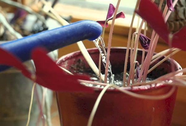 Arroser les fleurs d'intérieur avec de l'eau bouillie