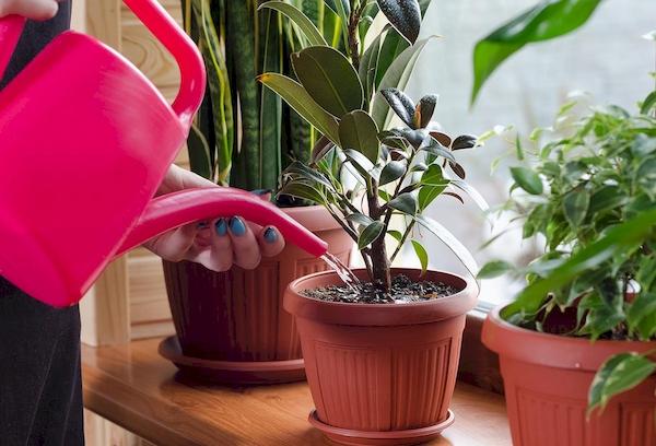 Irrigation de l'eau de fonte