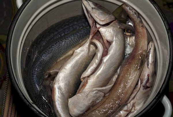 Conserver le poisson en saumure
