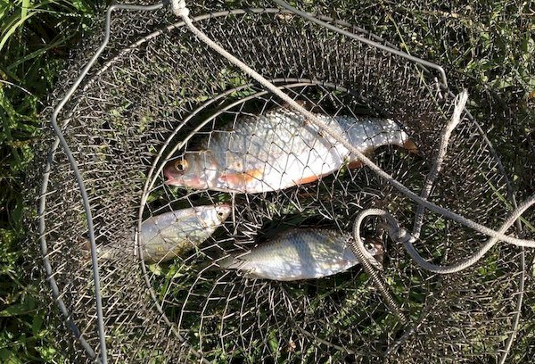 Conserver le poisson dans une cage