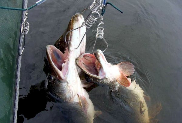 Conserver le poisson sur kukan