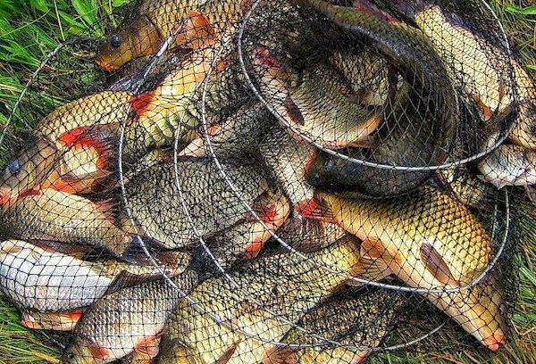 Conserver le poisson pendant la pêche estivale