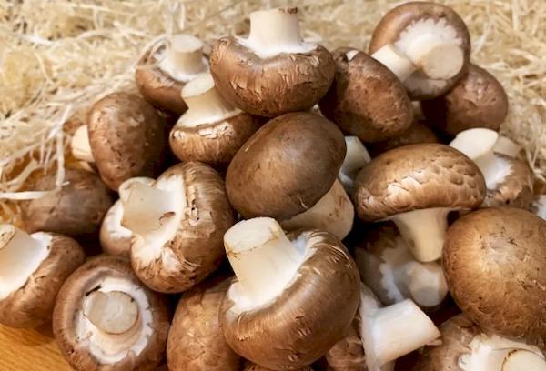 Champignon royal