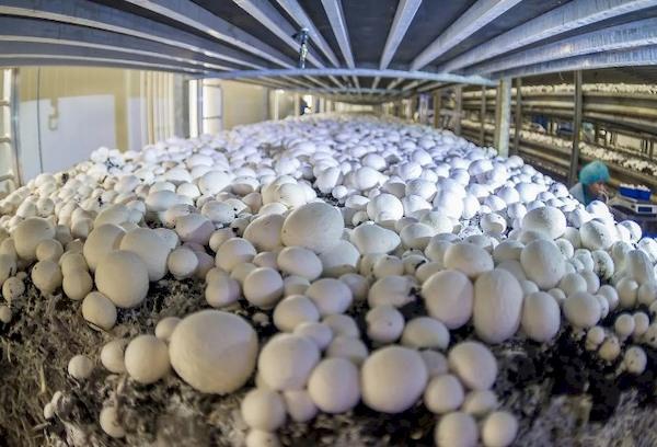Cultiver des champignons dans une ferme