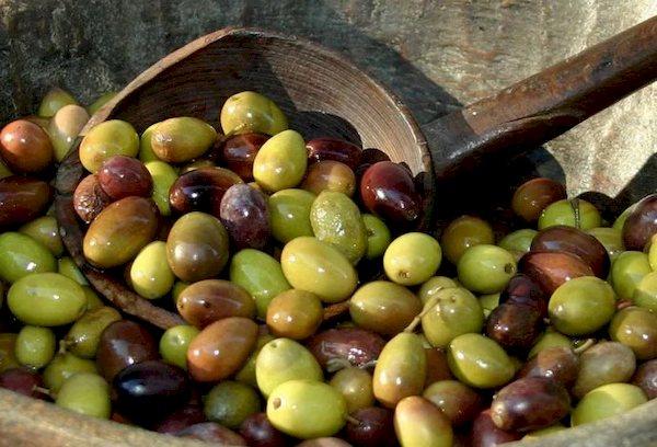 Olives