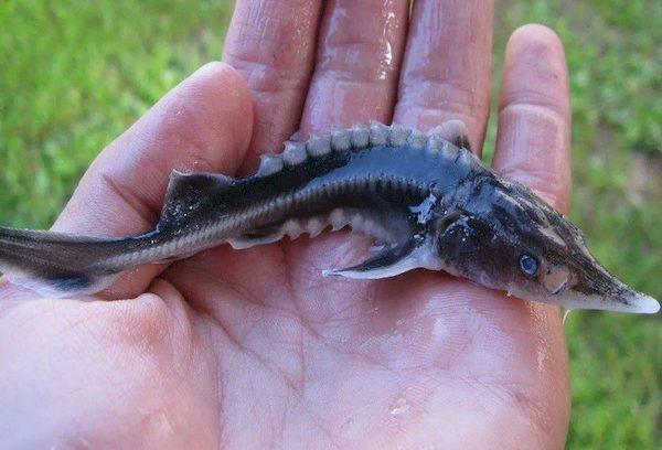 Poisson esturgeon