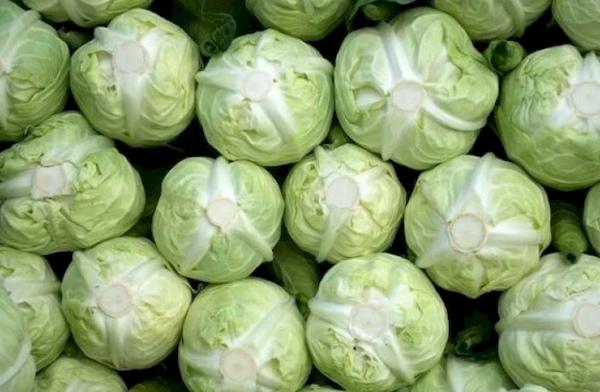 Têtes de chou en forme de boule
