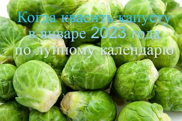 Quand fermenter le chou en janvier 2023 selon le calendrier lunaire, le zodiaque et selon les signes folkloriques
