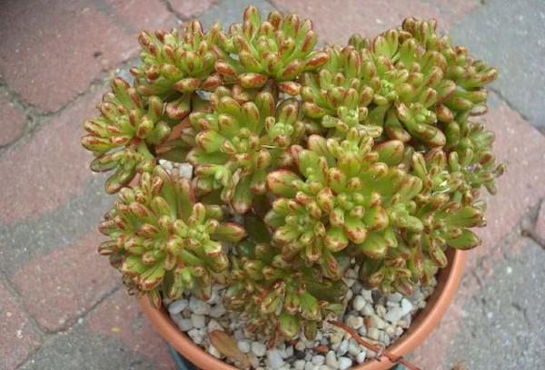 Arbre d'amour aichrizon à feuilles de sedum