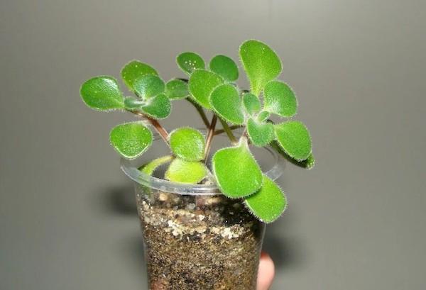 Boutures enracinées d’Aichrizon