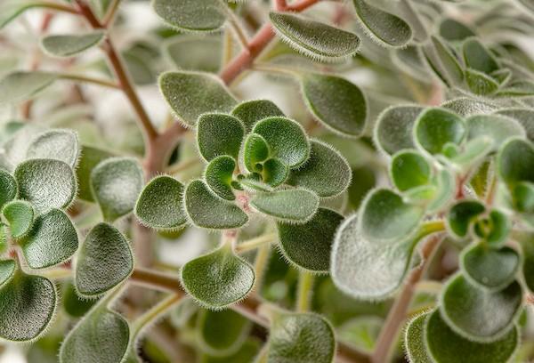 Arbre d'amour aichrizon Loose