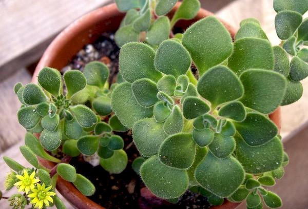 Arbre d'amour Aichrizon en pot