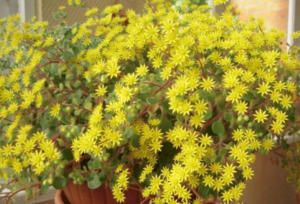 Arbre d'amour aichrizon Accueil