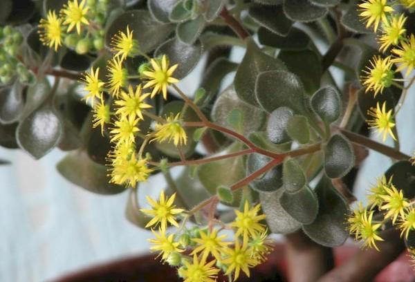 Arbre d'amour aichrizon en pointillés