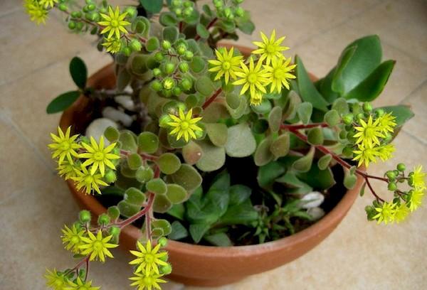 Bétancourt (ou Enroulement)